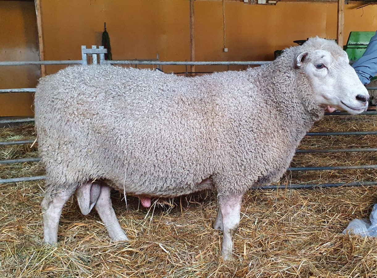 White sheep standing inside.