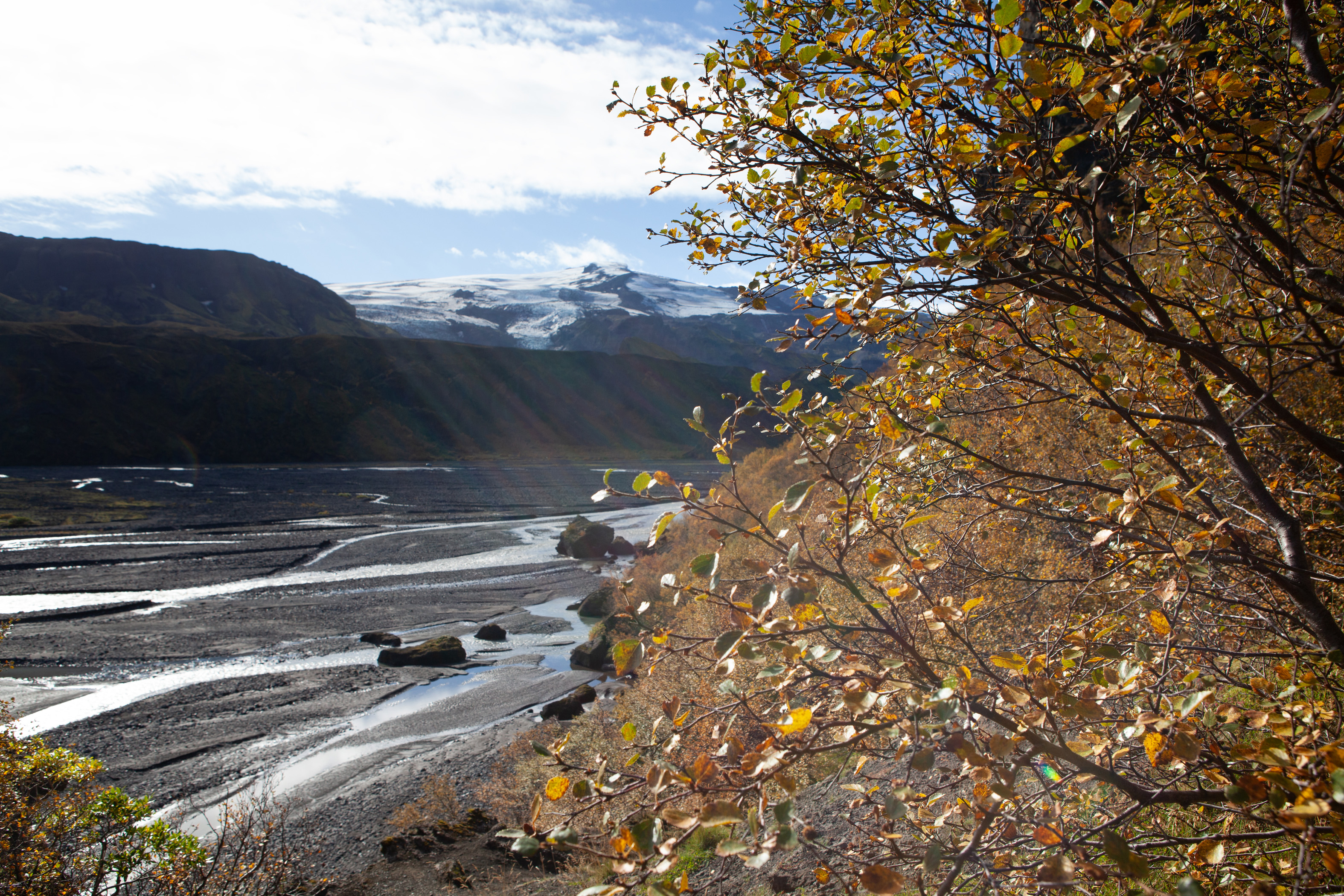 Birch in front, river in background
