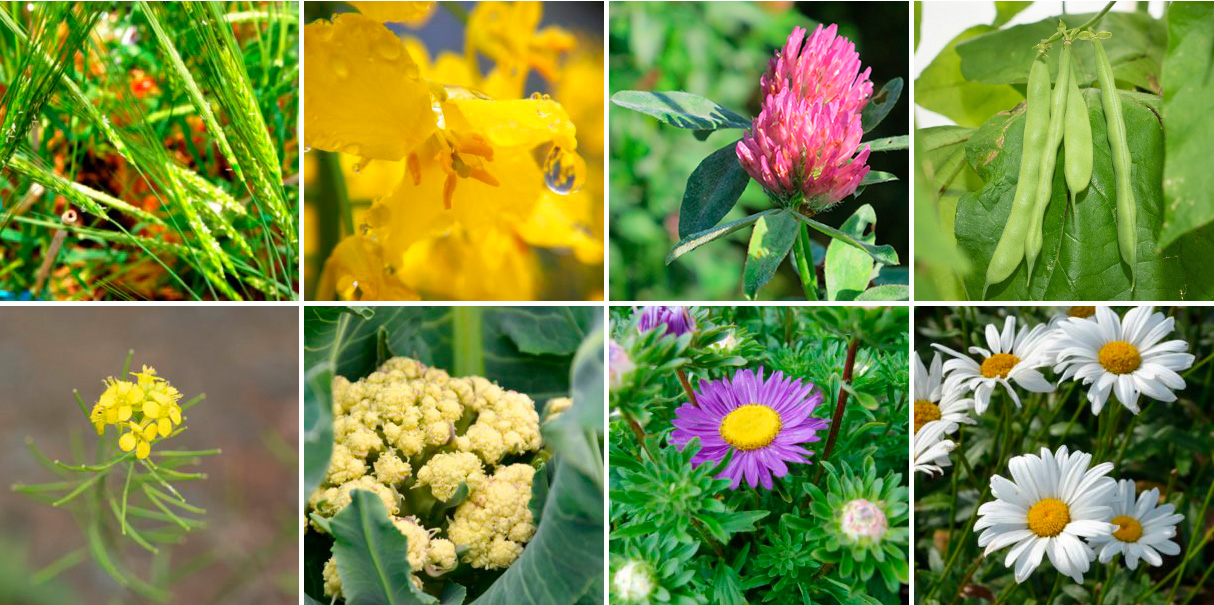 Several photos of different crops. 