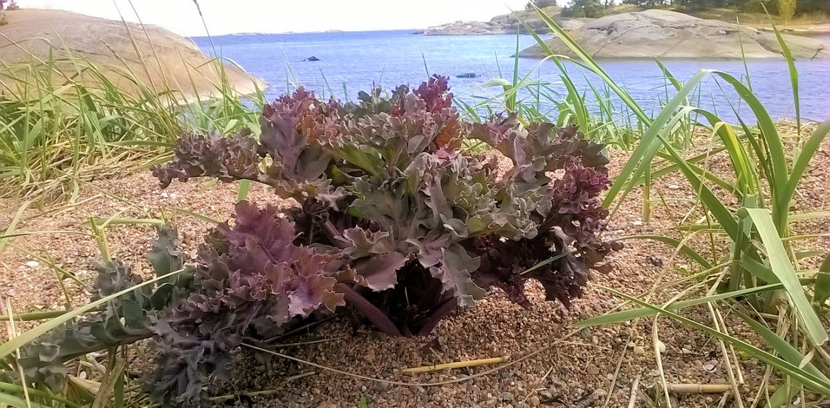 A kale plant growing by the sea shore. 