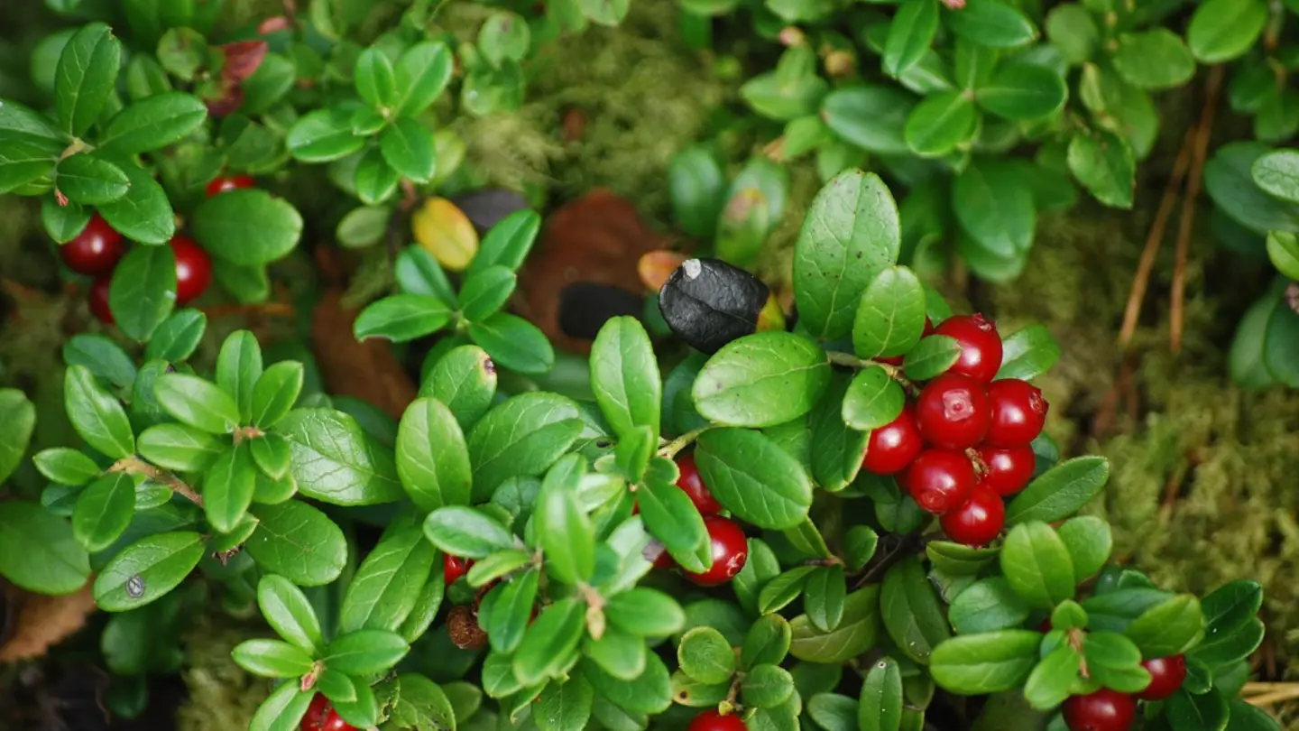 Red berries hanging on a small bush with green leaves.