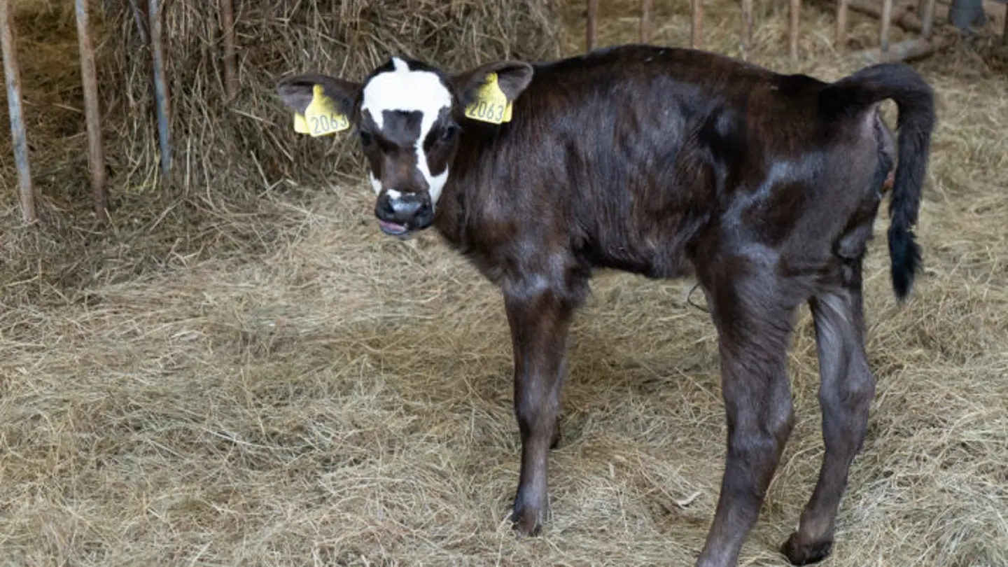 A black calf standing in a barn.