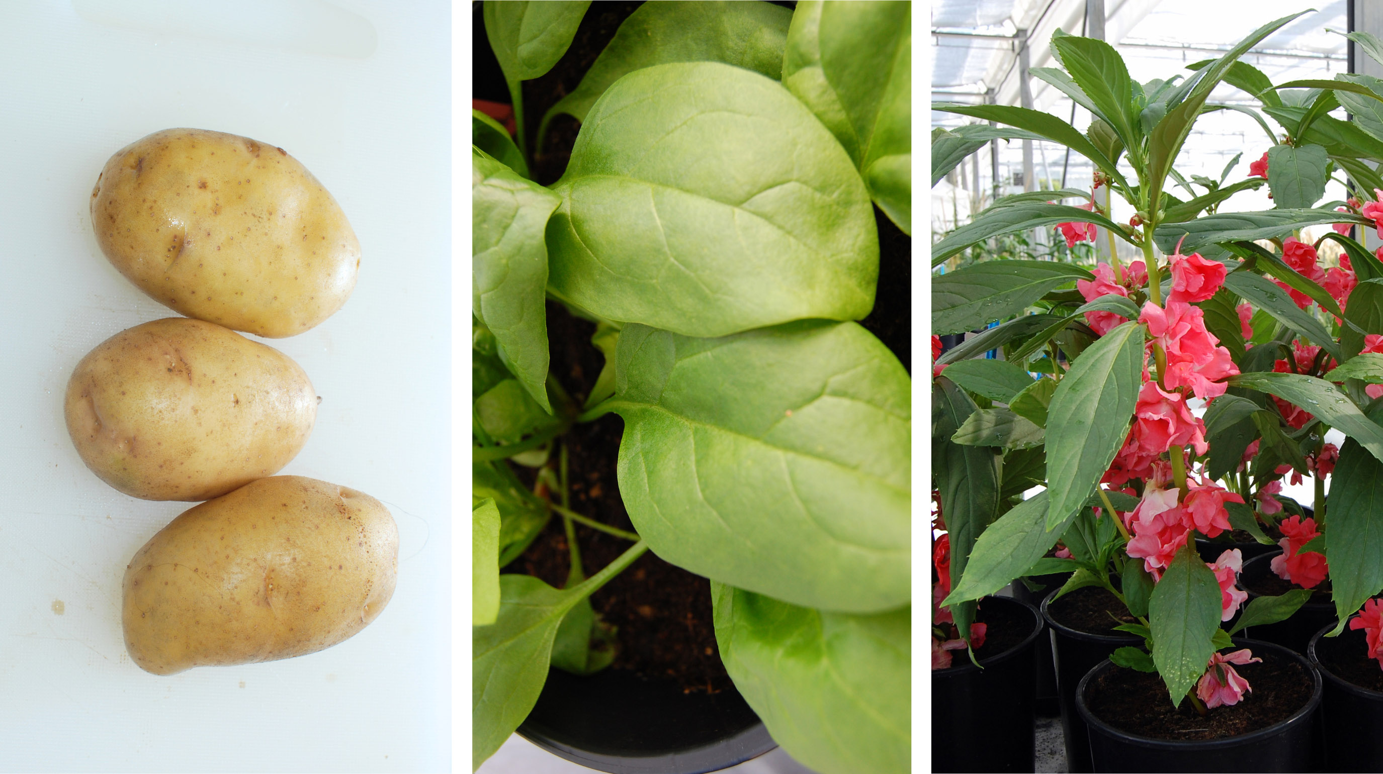 Kollage föreställande potatis, spenat och balsamin.