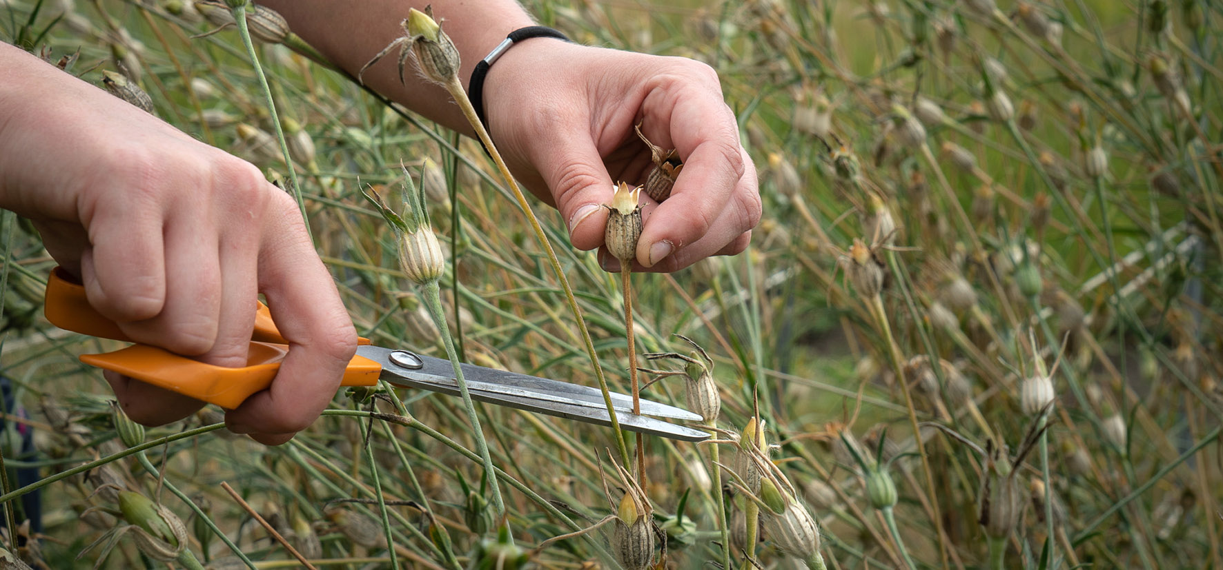 A hand using scissors cuts of a dried seed pod. 