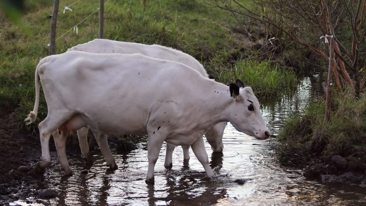 Two white cows by a water stream.