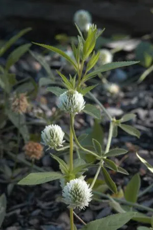 White round flowers on a green plant. 