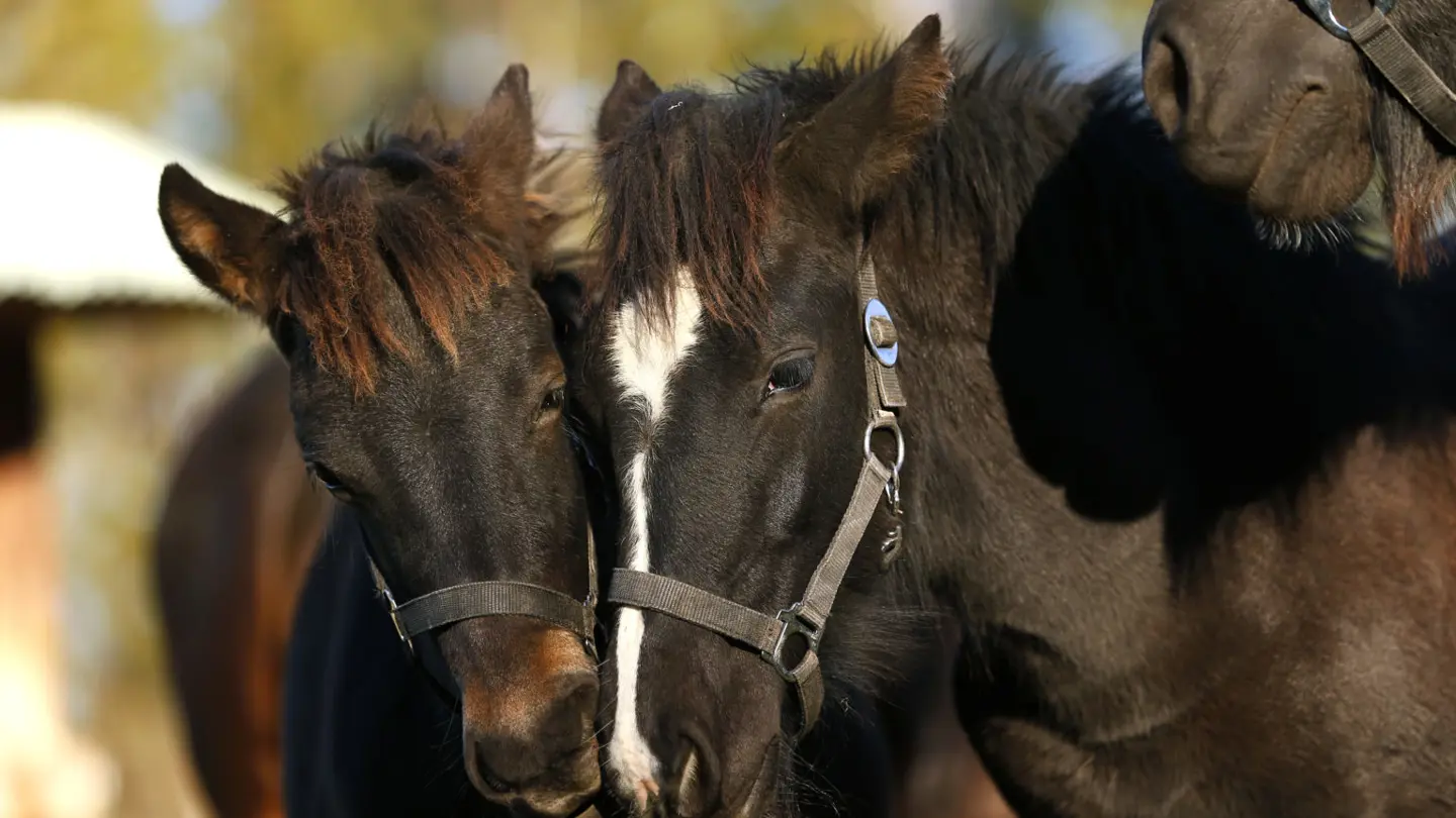 Closeup of dark brown horses.