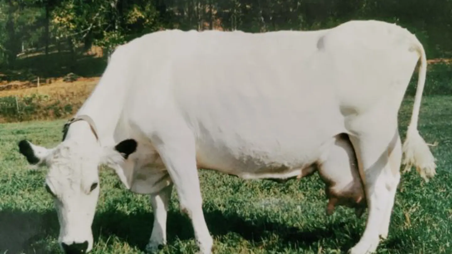 White cow eating grass in a field.