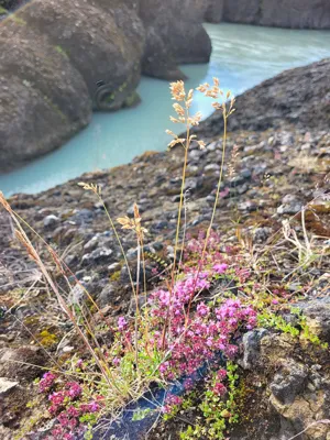 Plants with flowers and panicles growing on a mountain, water in the background. 