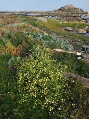 Bushes with yellow and white flowers growing by the sea shore. 