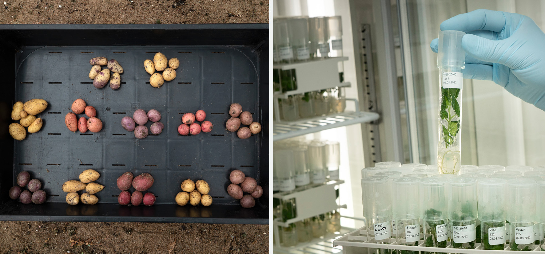 Collage showing potatoes in different colors and a hand with a plastic glove holding a test tube with a green plant inside.