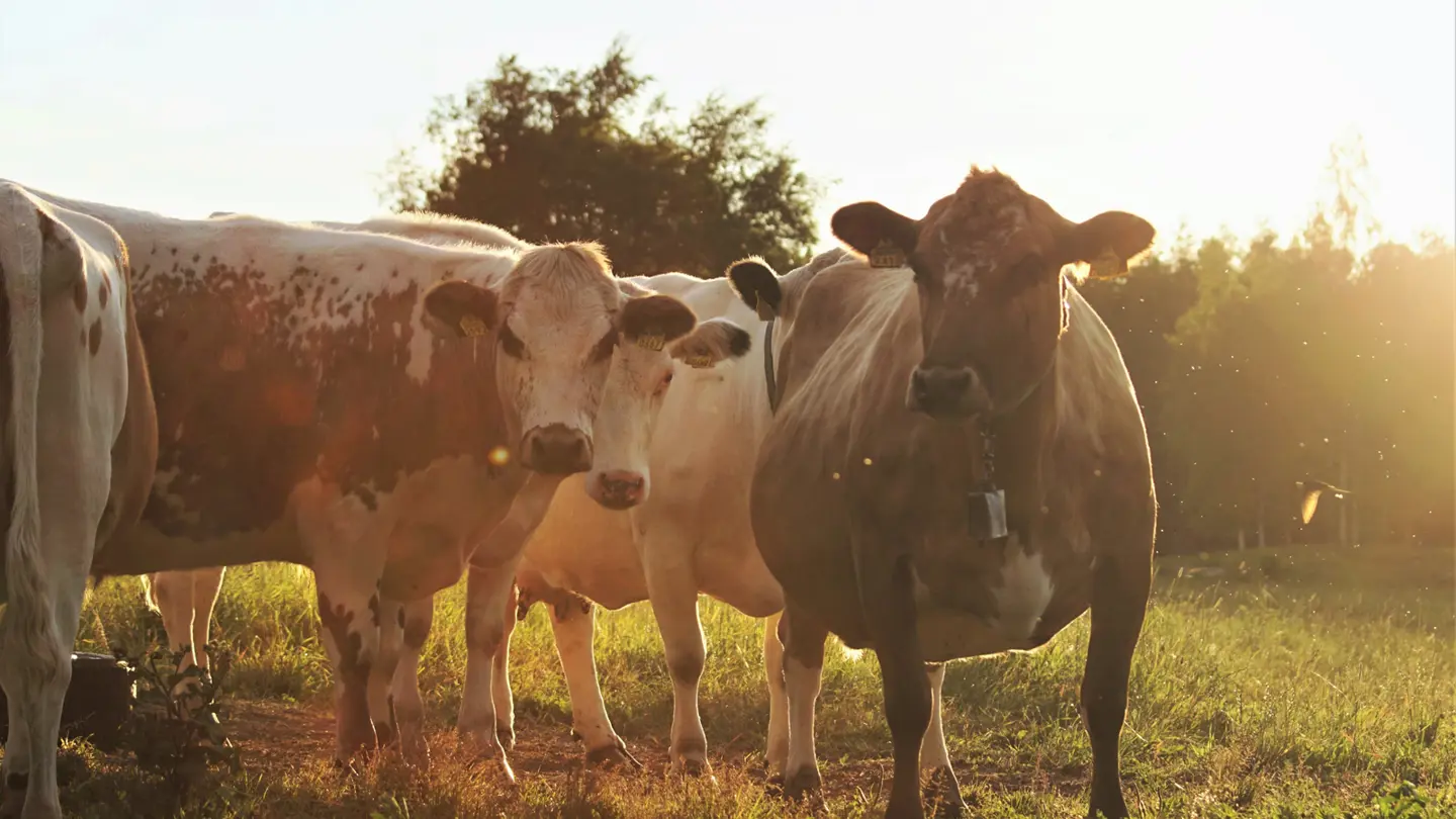 Cows in the sun.