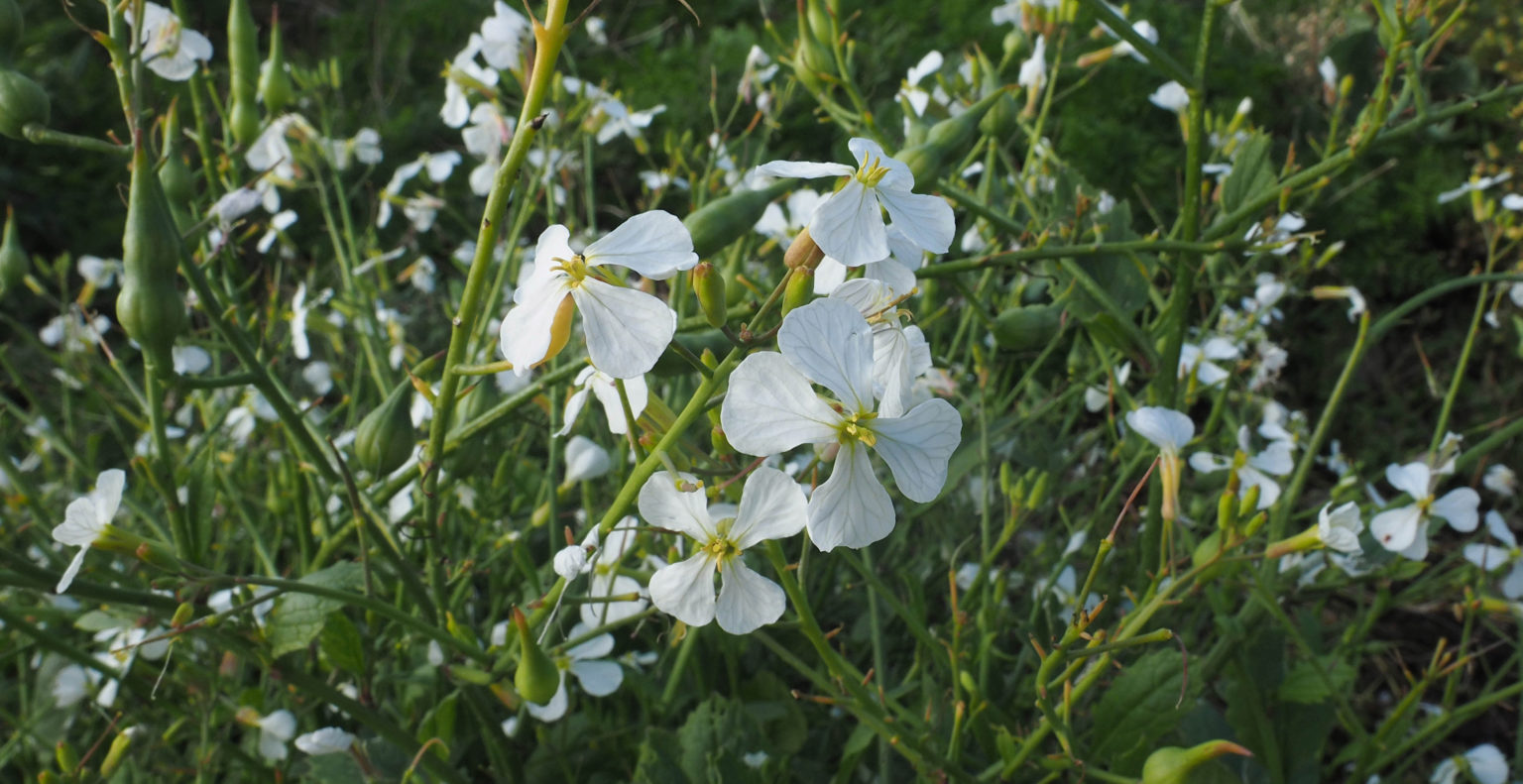 White flowers