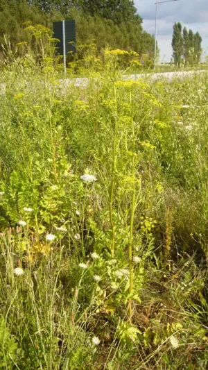 Plants with yellow flowers, road in the background. 