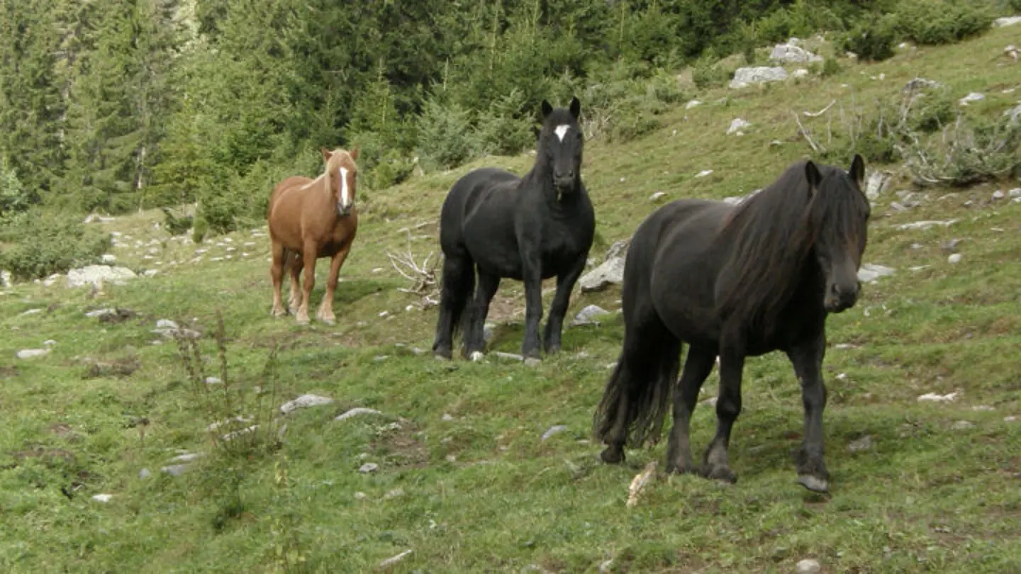 Horses walking in nature.