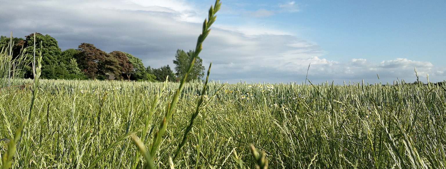 A field of green ryegrass, blue sky in the background. 