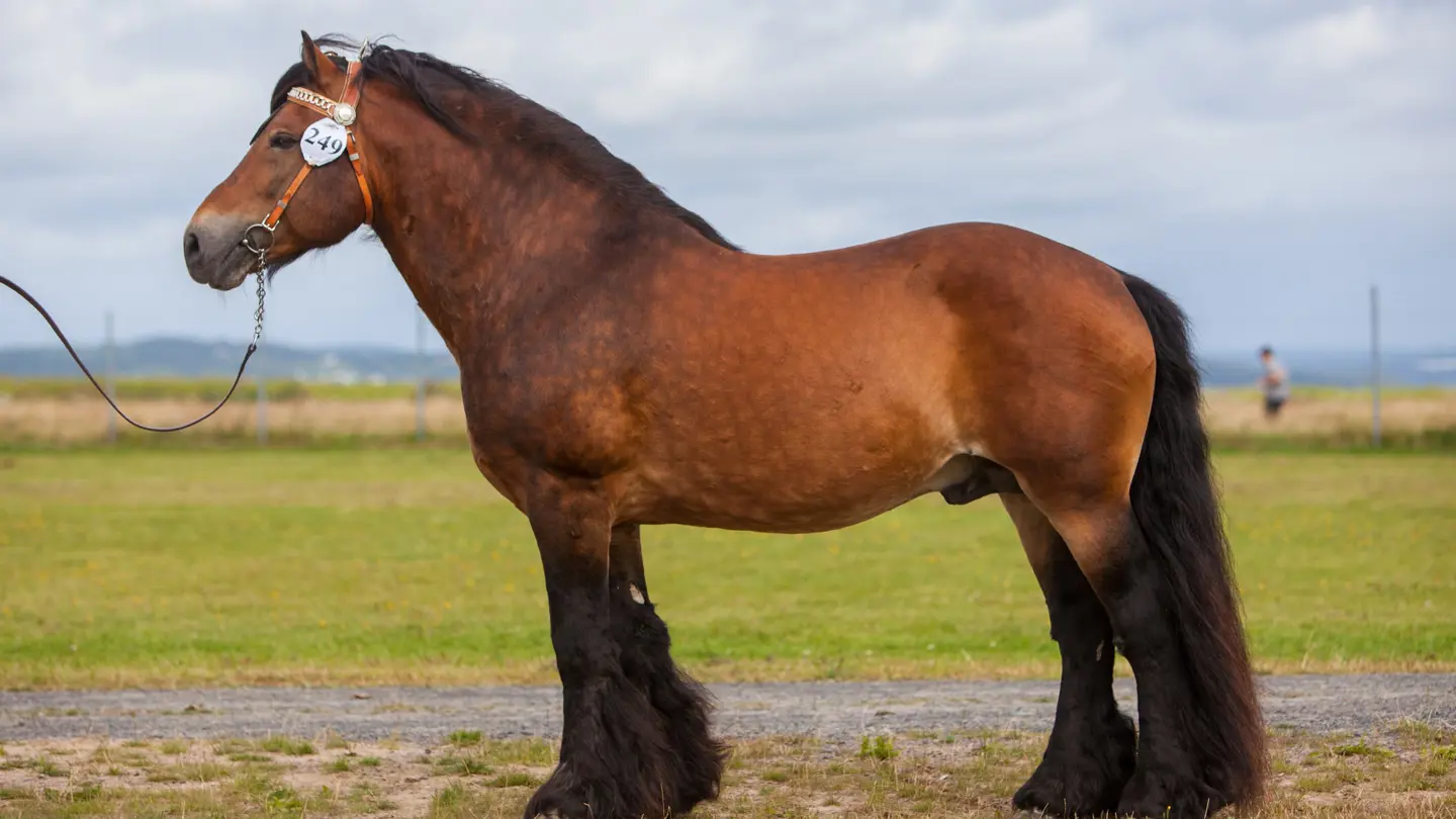 Brown horse standing in a green field.