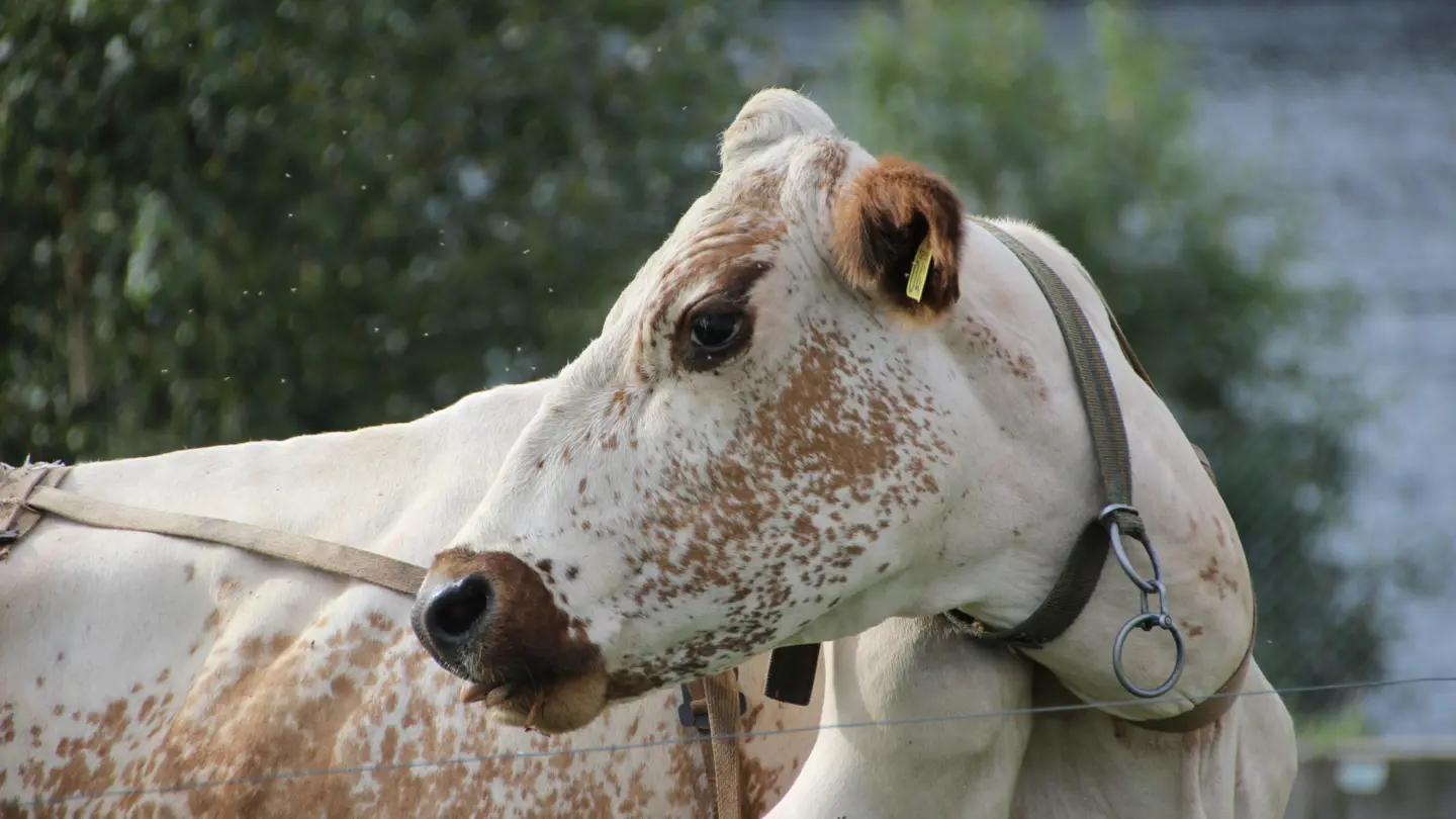 White cow with light brown parts and black eyeliner turning the head to the left.