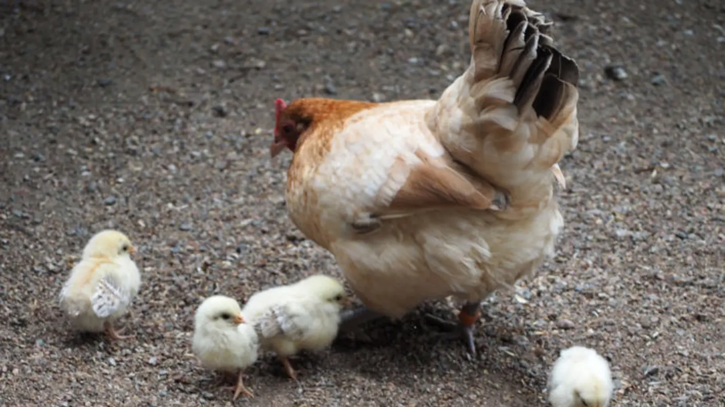 A hen with four chickens.