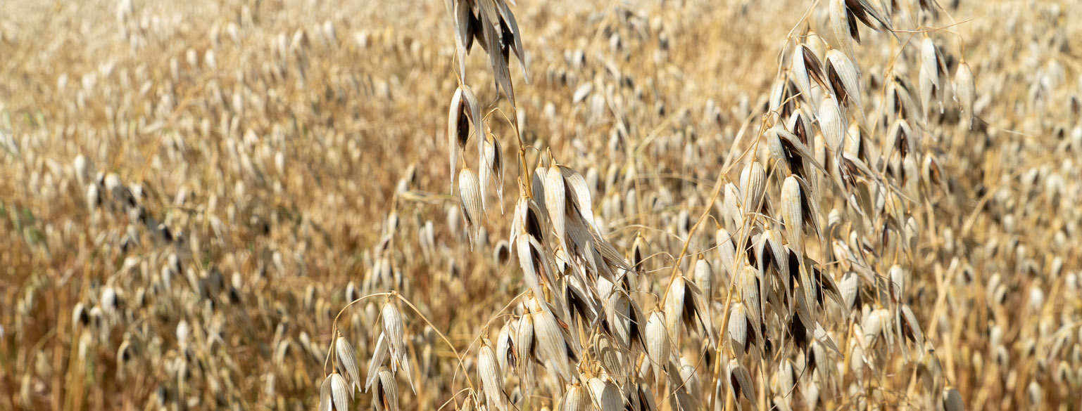 Oat field