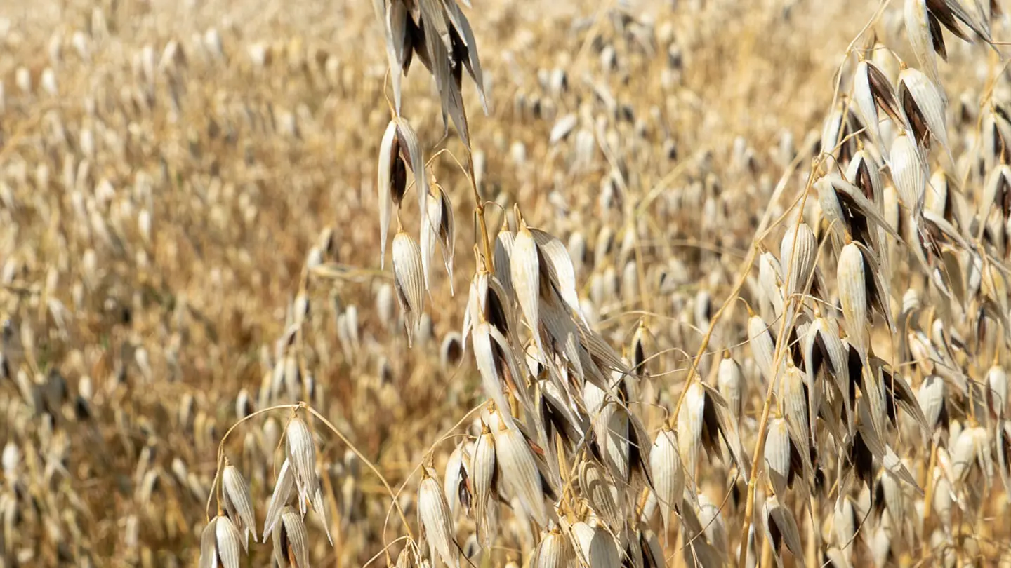 Oat field
