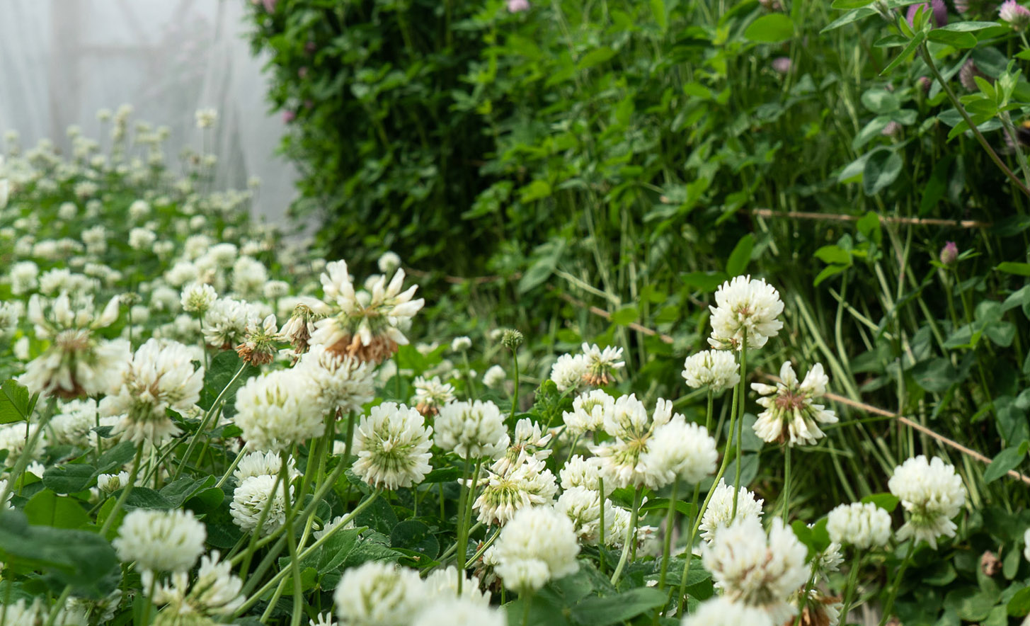 Many white, round flowers. 