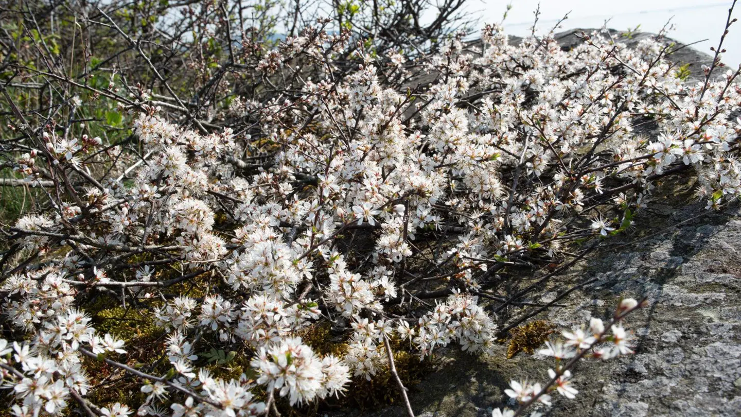 White flowers on a bush outside.