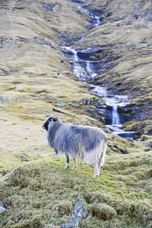 Sheep with long fur at a waterfall. 