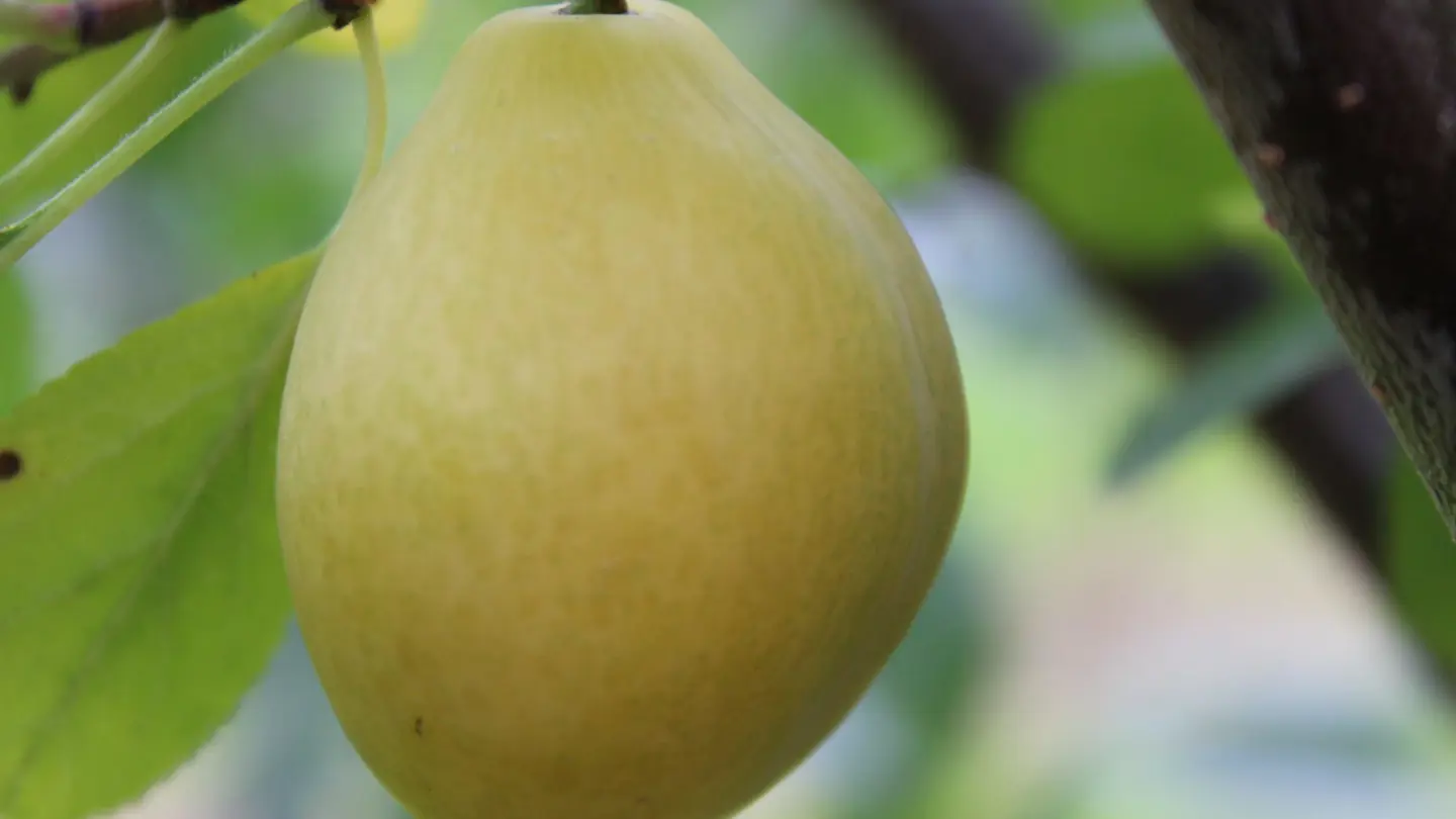 Yellow plum.