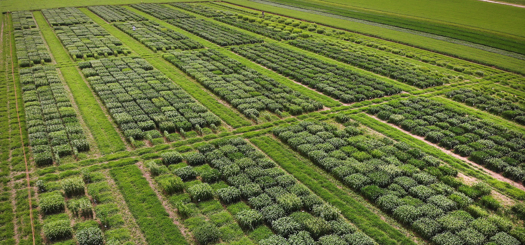 Field cultivation seen from above. 