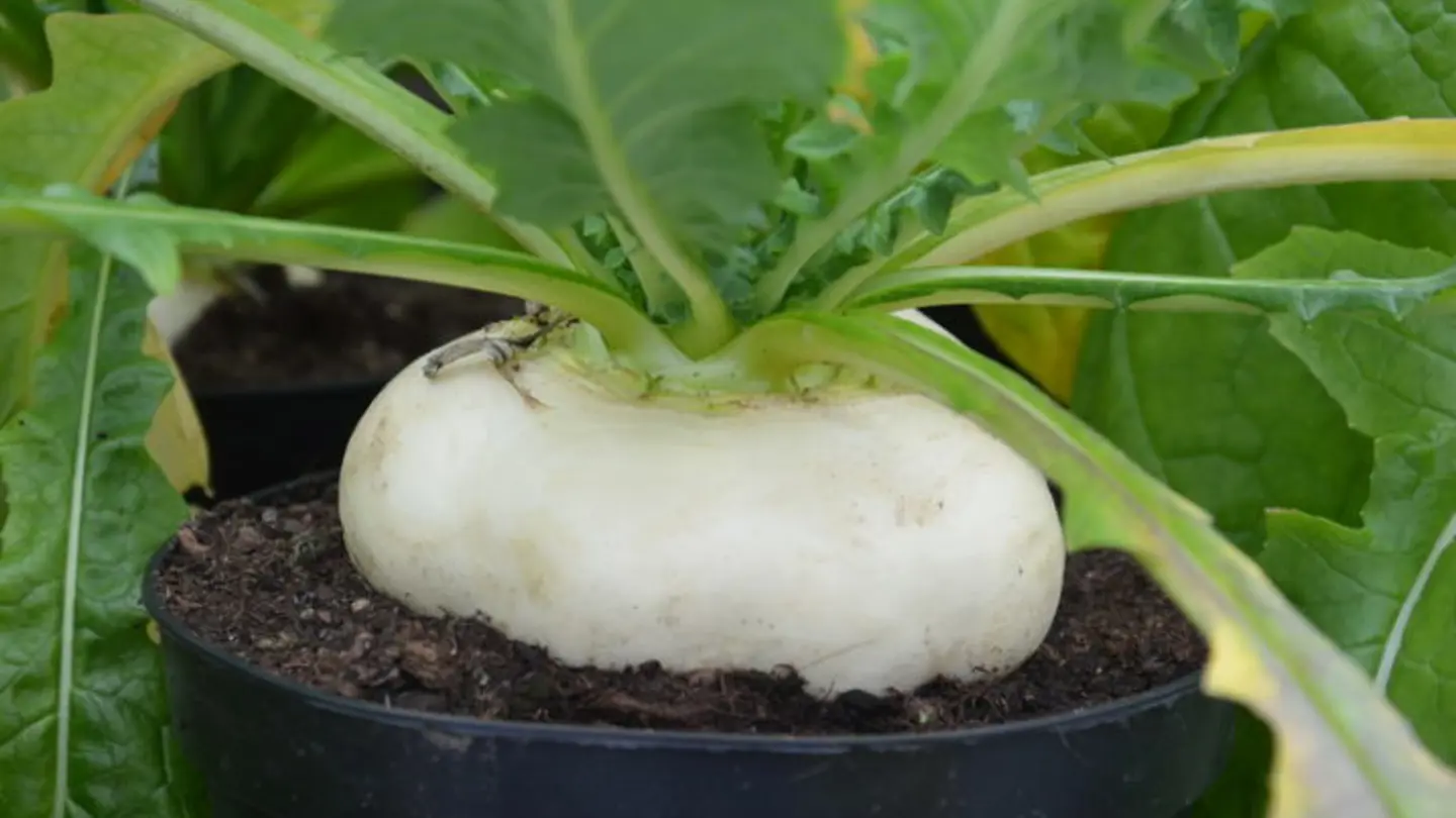 Photo of a white turnip growing in pot.