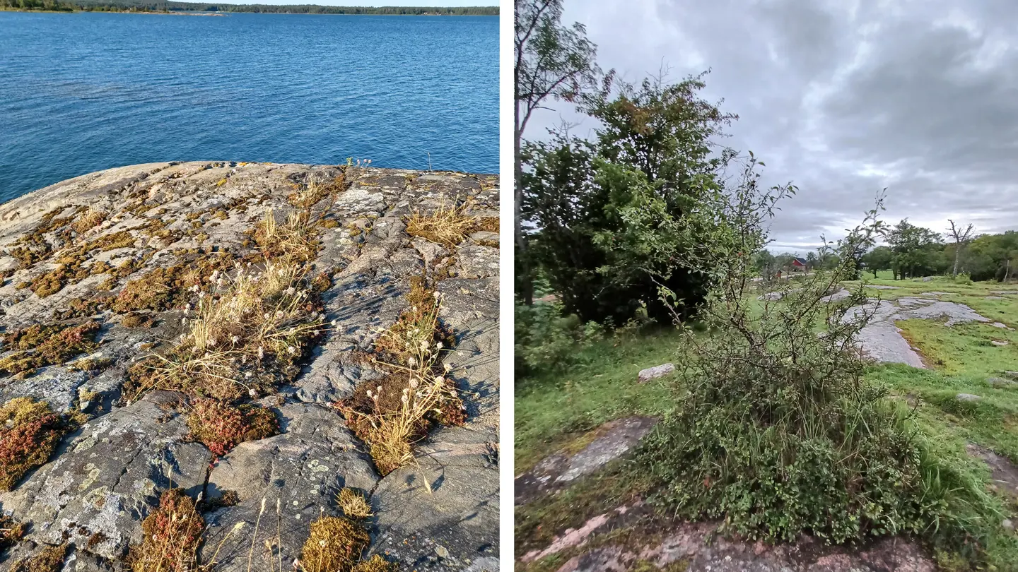 Collage of two nature scenes.