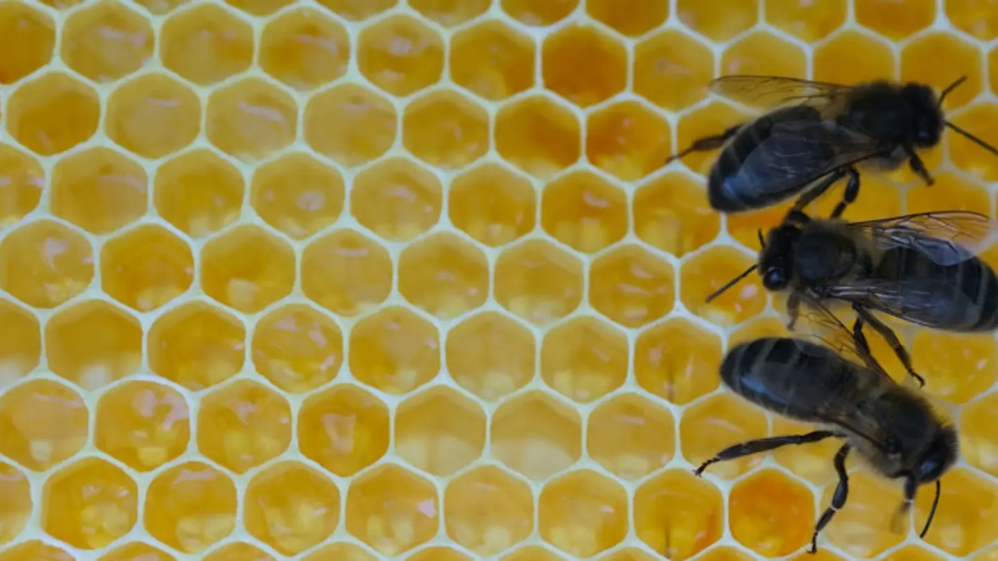 Bees inside a beehive.