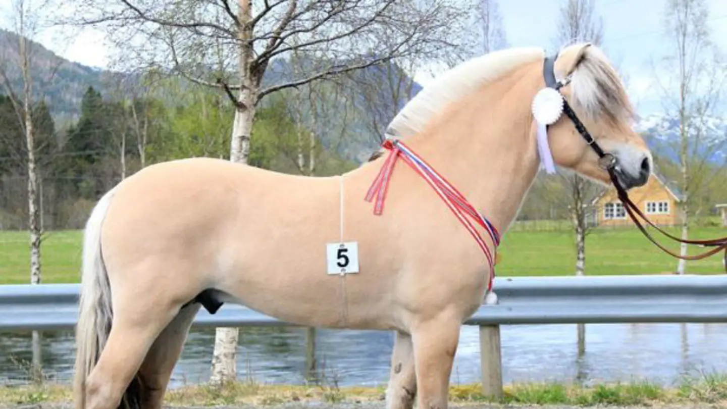 Light brown stallion standing outside.