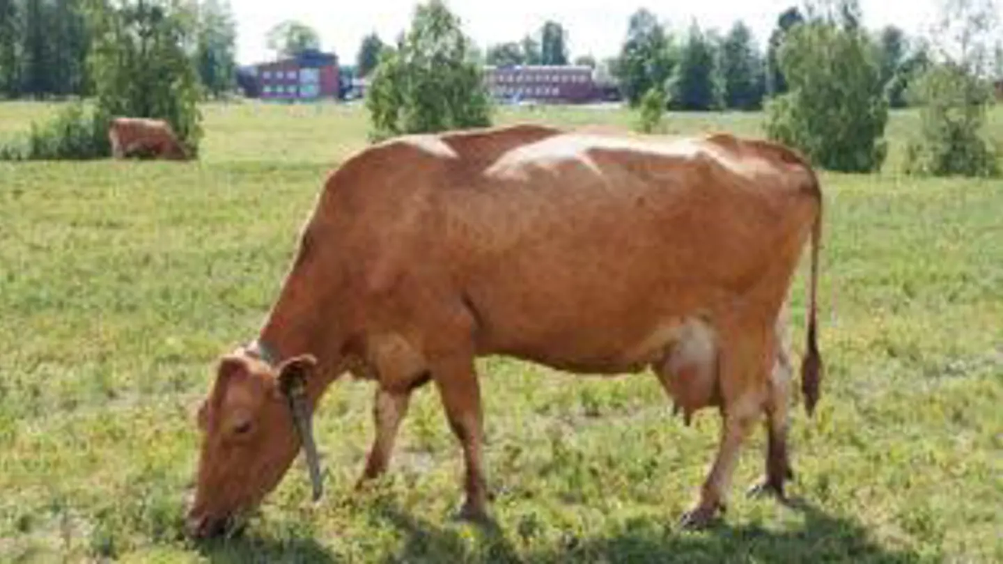 Brown-red cow eating grass