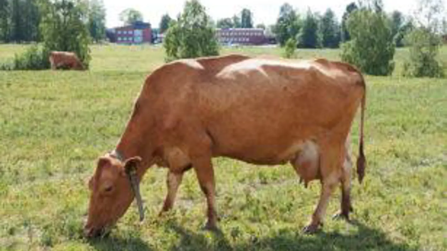 Red-brown cow eating grass.