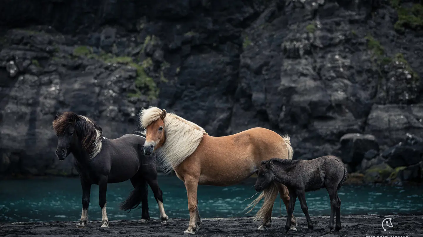 Black and brown horses, rocks in the background.