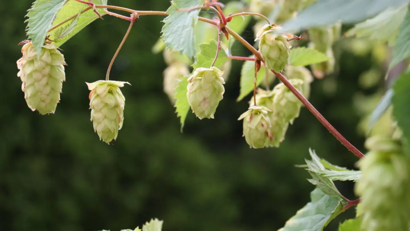 Plant with hanging cones.