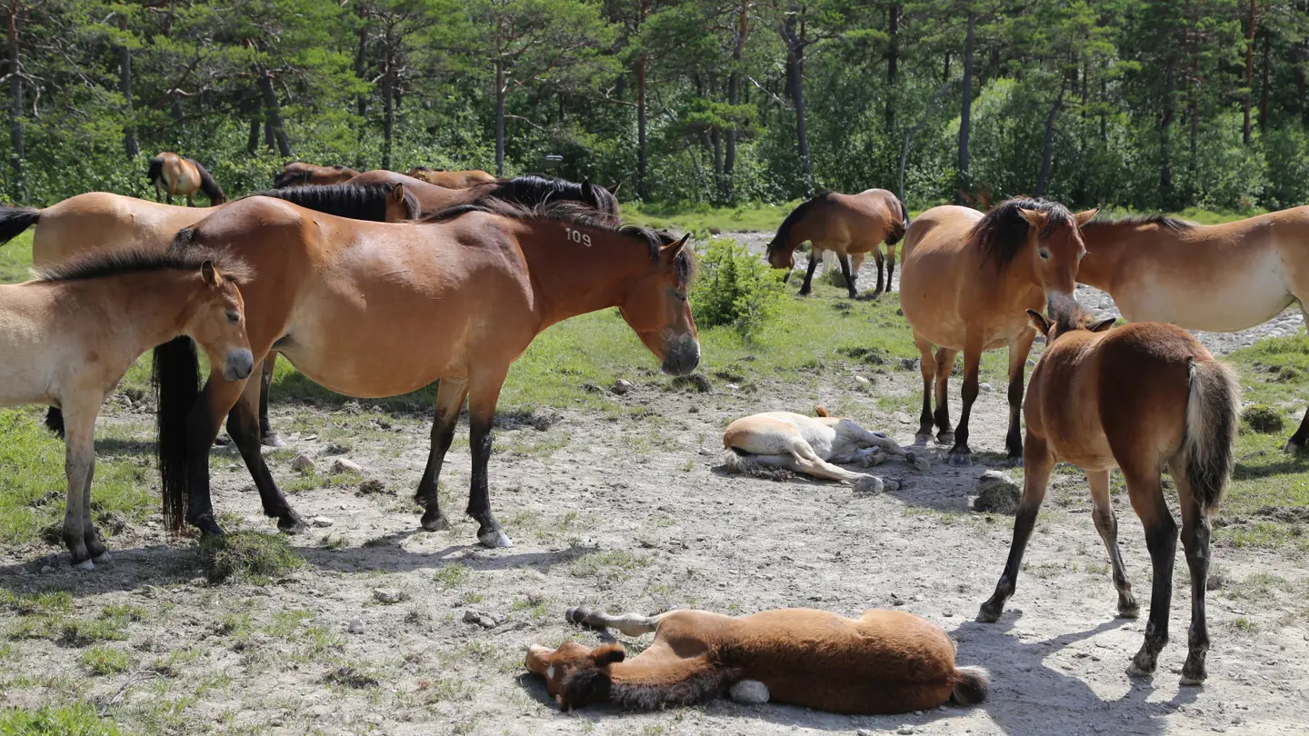 A flock of brown-red horses outside, green trees in the background.
