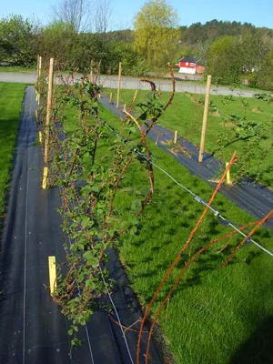 Cultivation of berry bushes. 