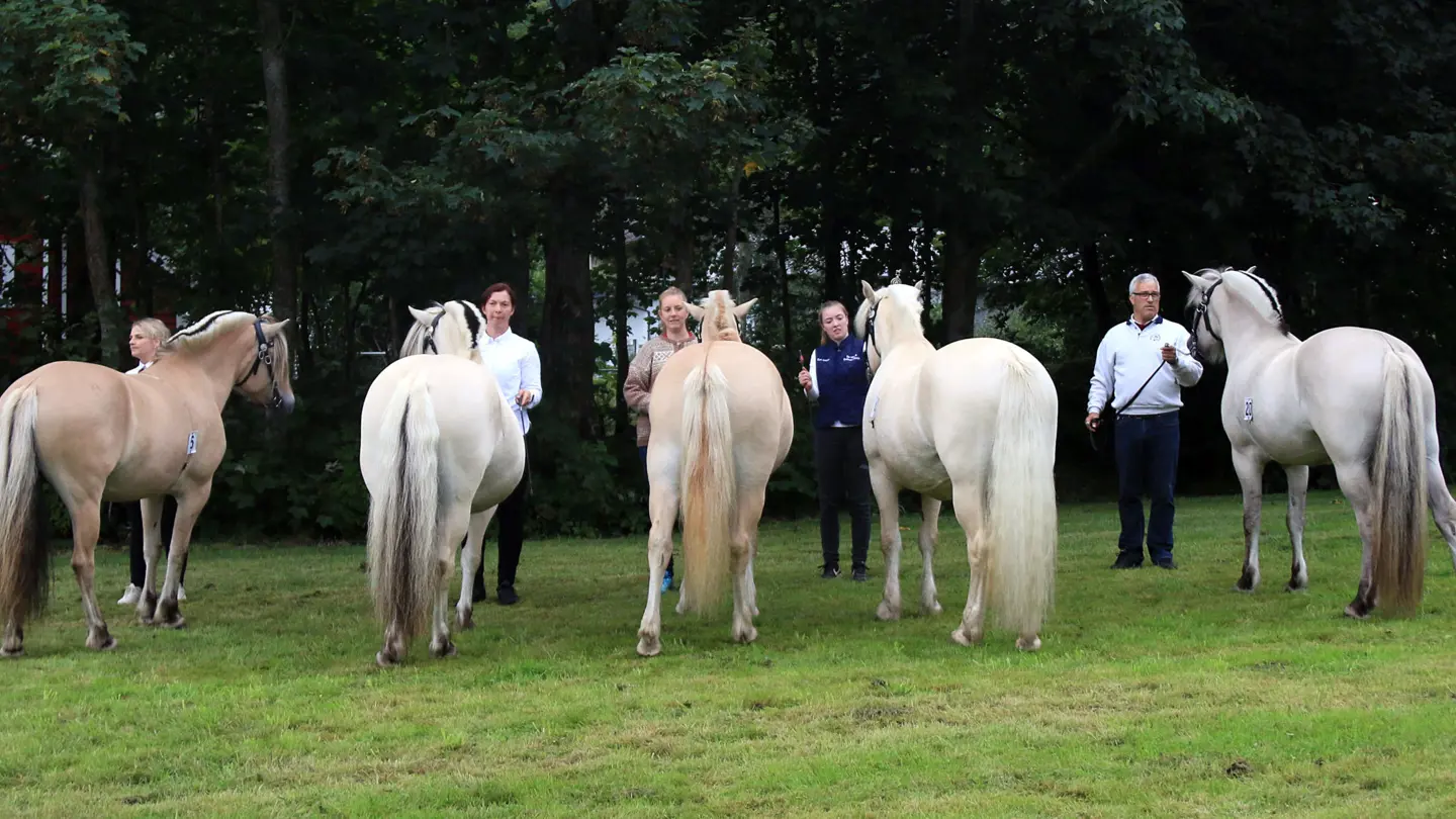 Group of horses standing outside with their back to the camera.