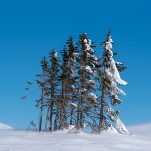 A group of spruce trees in a landscape covered in thick snow. 