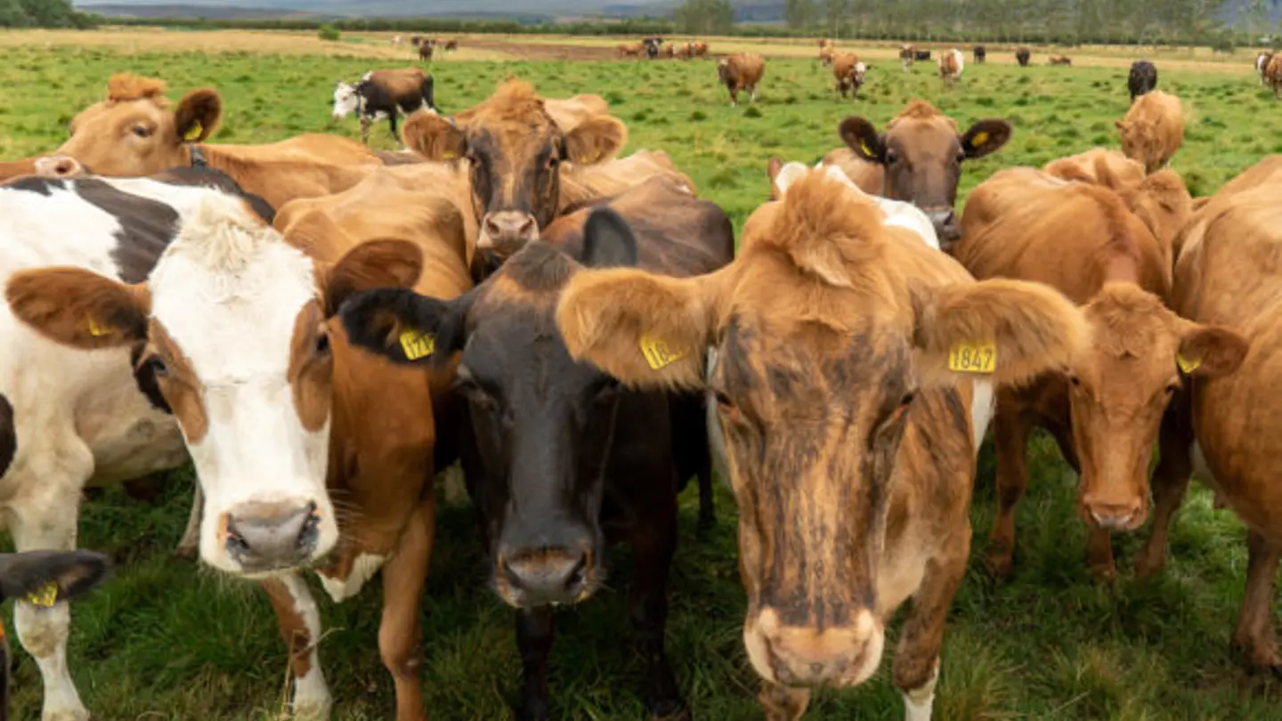 A herd of cows outside facing the camera.