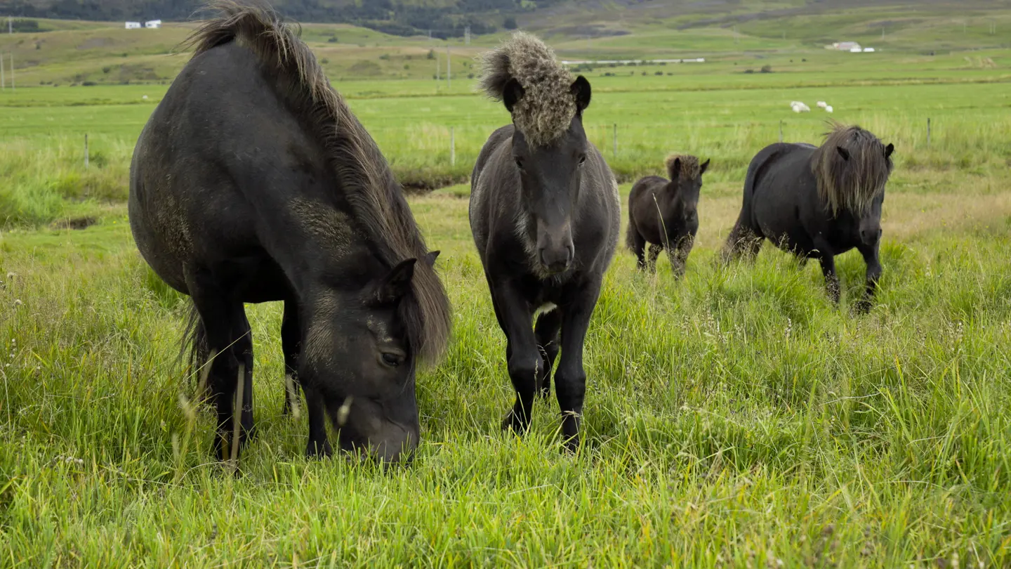 Young and mature horses eating grass.