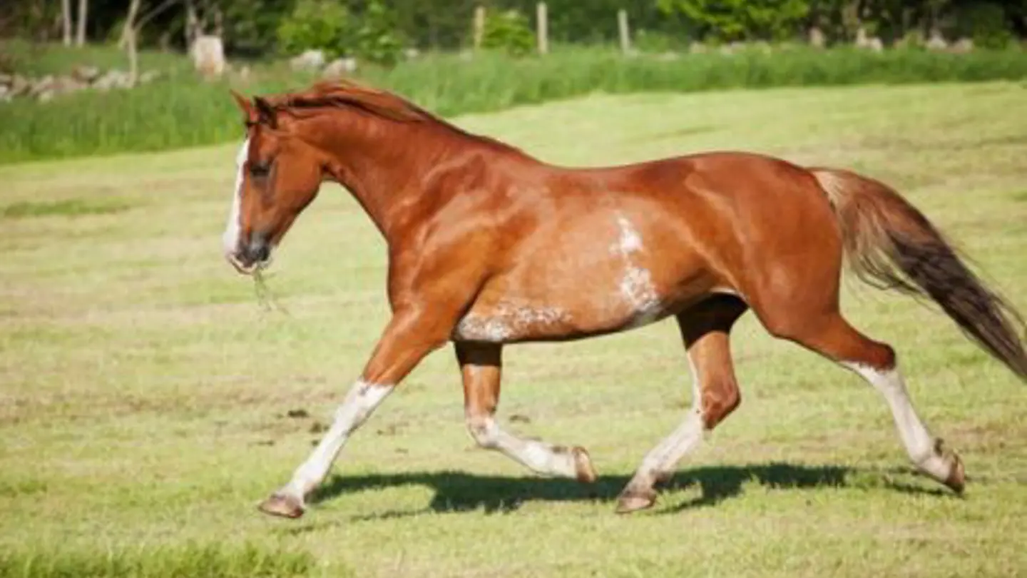 Running horse outside.