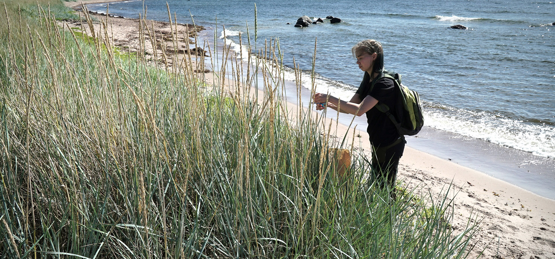 A woman is standing at a beach near a population of high, grasslike plants. 
