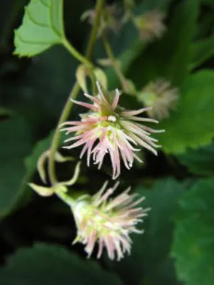 Flowering plant. 