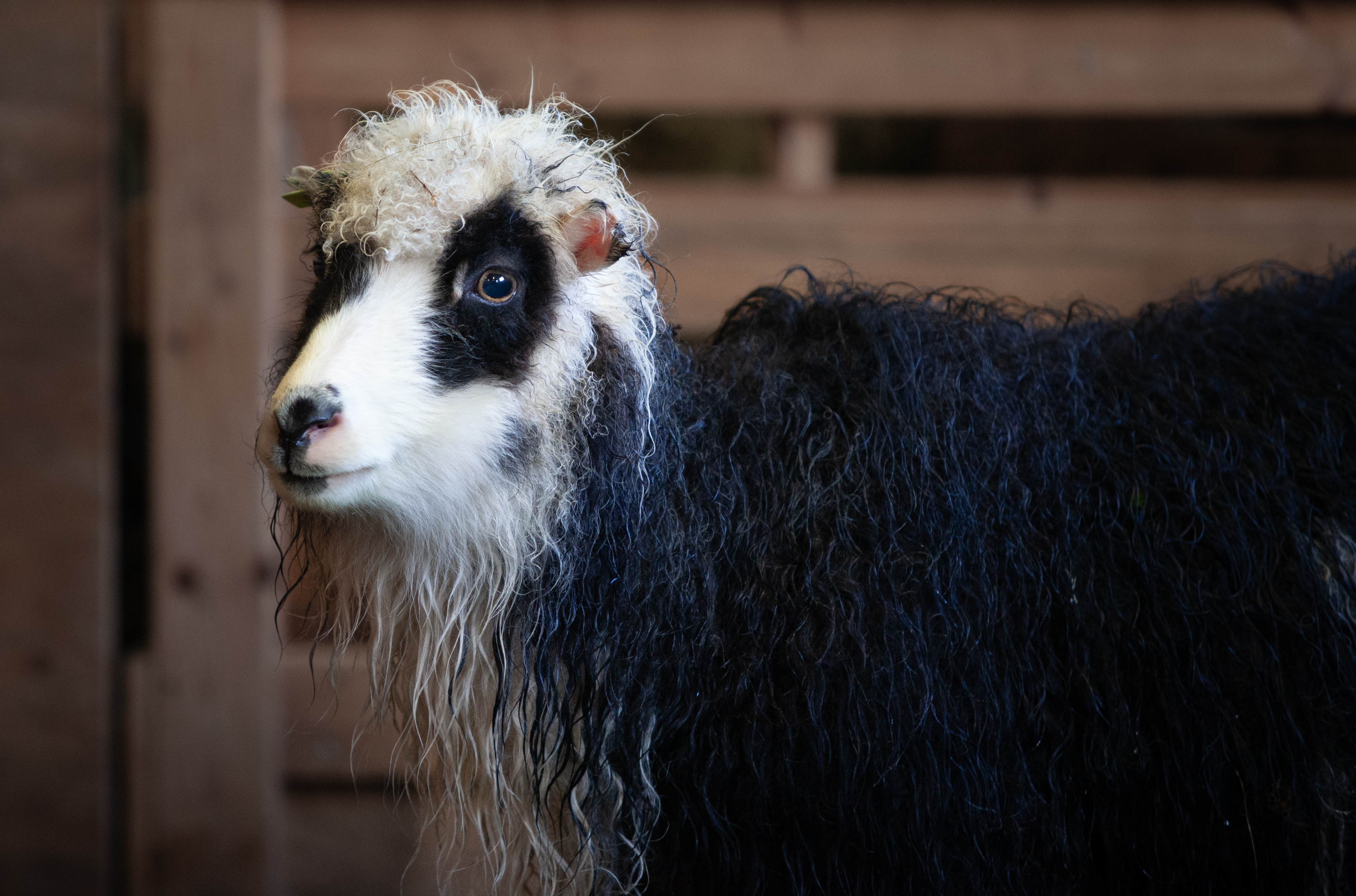 White and black sheep.