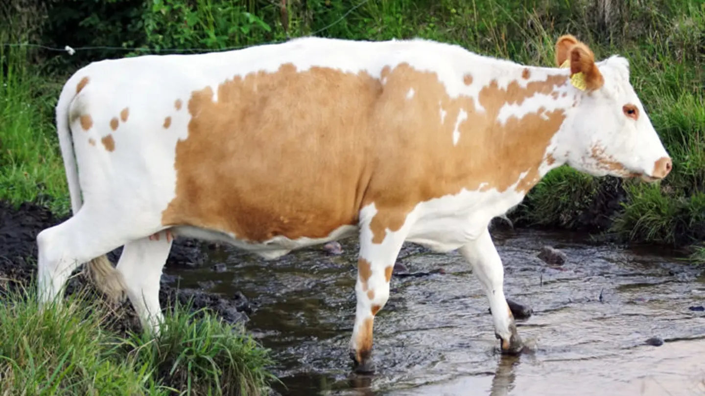 Cow crossing a river.
