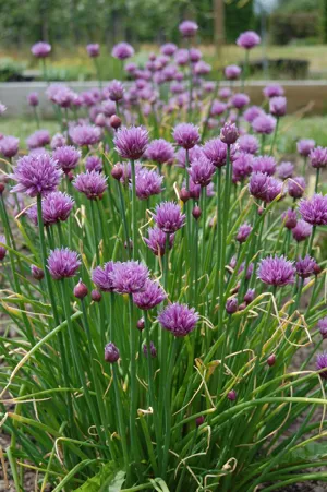 Several purple flowers growing on green stems. 